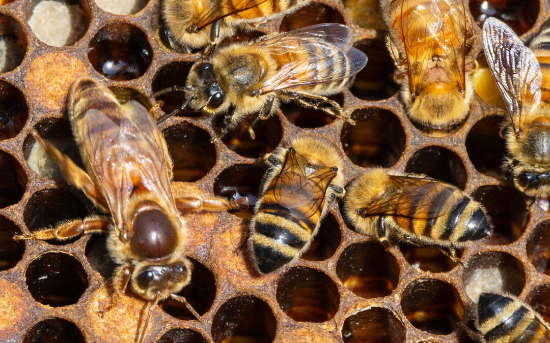 U.S. Beekeeping Survey reveals highest honey bee colony losses during 2024-2025 